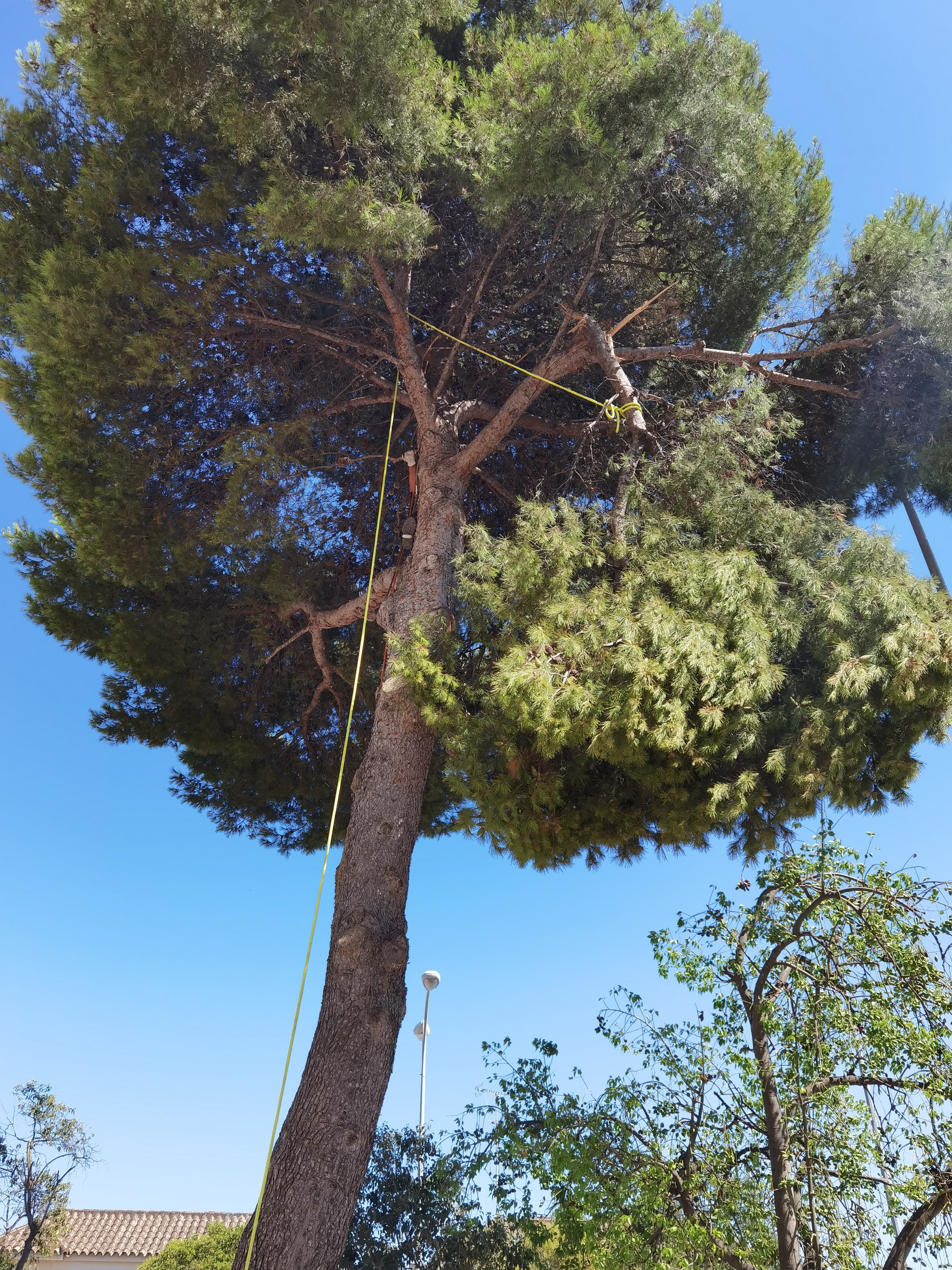 Poda en alturas de un arbol