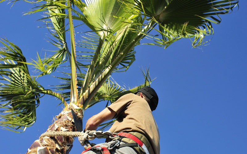 Poda de Palmeras